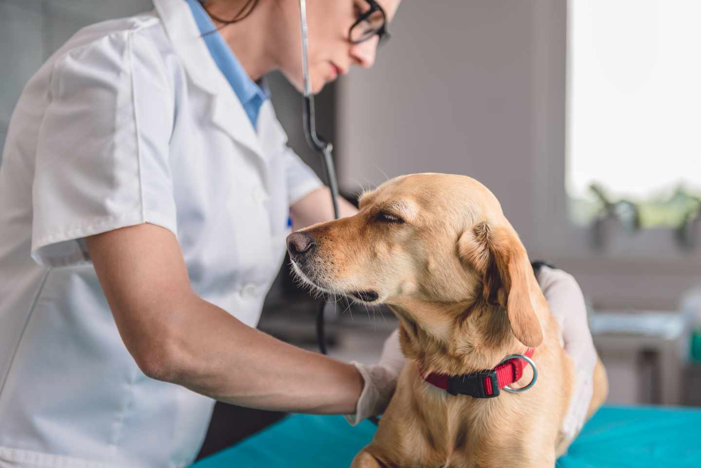 Veterinarios: cuando la profesión te trata como a un perro