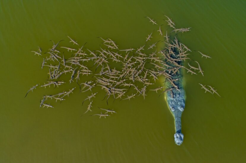 Segundo finalista. 'Papá responsable, El Gharial con bebés' de Dhritiman Mukherjee.