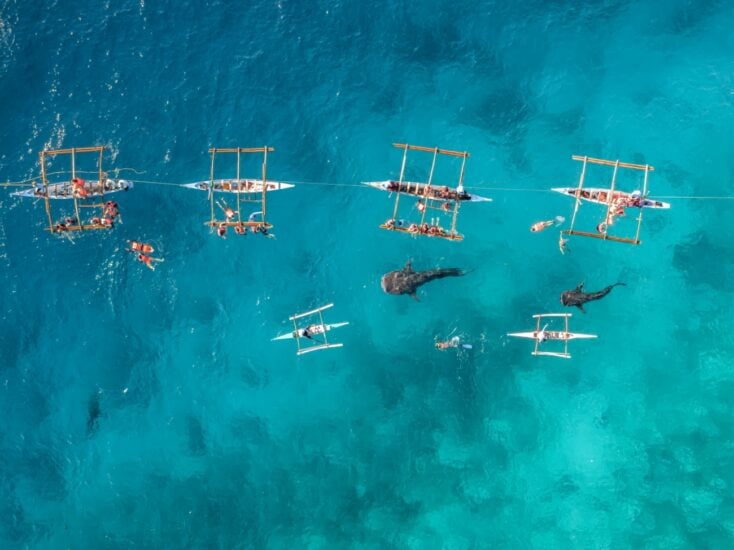 4. 'Tiburones ballena' de Bachir Moukarzel.