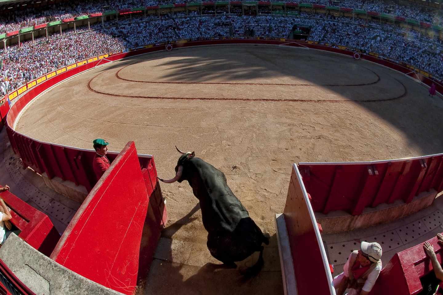 Cuál es el toro más bravo del mundo