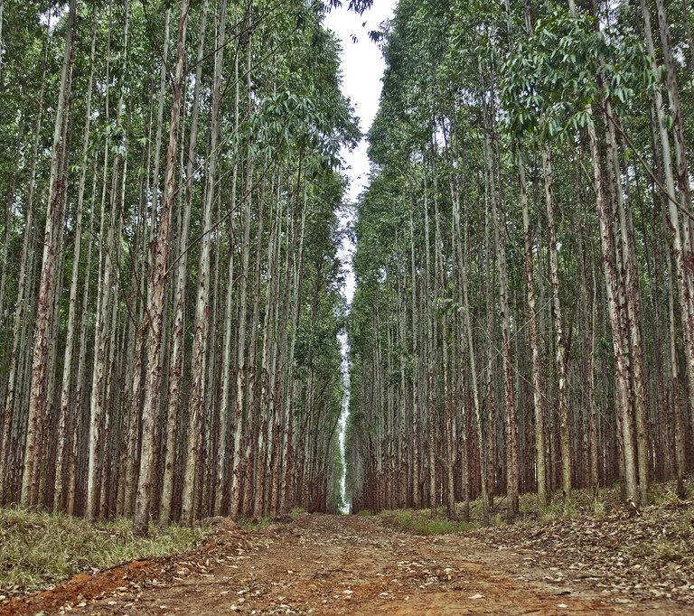 Guerra al eucalipto, la "pólvora" de los incendios en Galicia