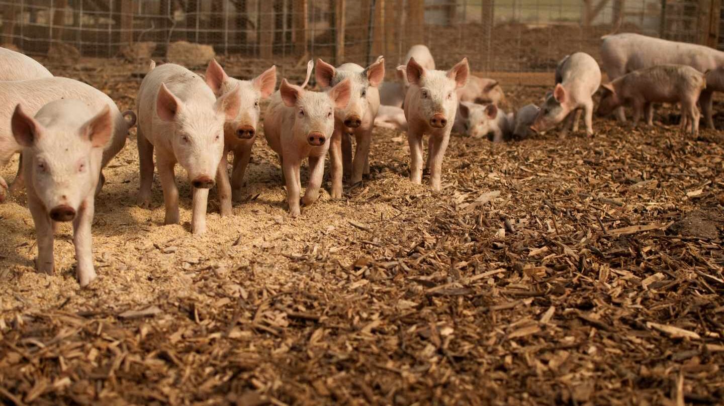 Usar un 30% menos de antibióticos en granjas reduce un 50% los genes de resistencia.