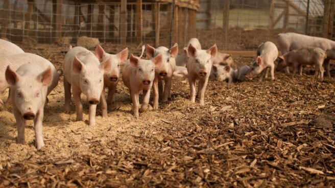 Usar un 30% menos de antibióticos en granjas reduce un 50% los genes de resistencia