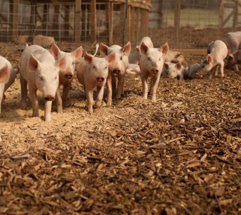 Usar un 30% menos de antibióticos en granjas reduce un 50% los genes de resistencia