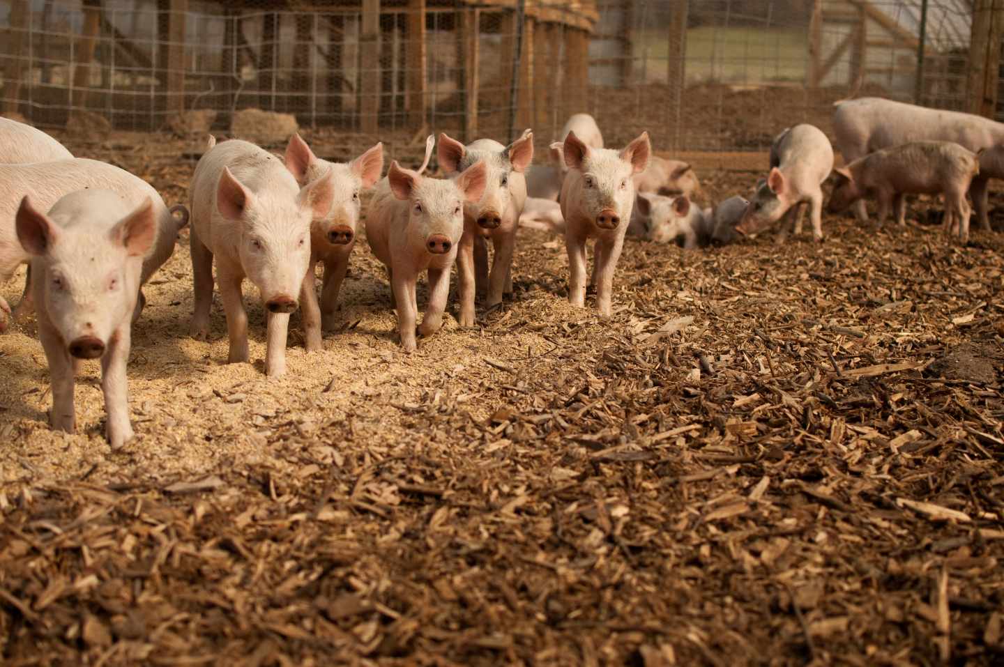 Usar un 30% menos de antibióticos en granjas reduce un 50% los genes de resistencia.