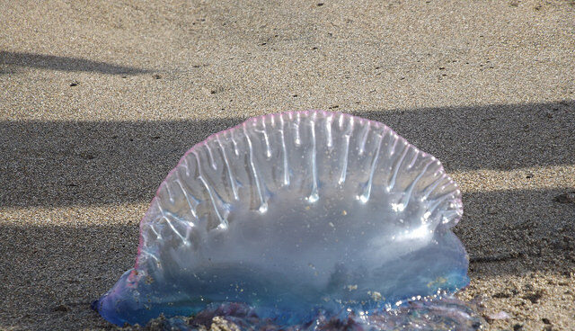 Así pica la carabela portuguesa que te puedes encontrar en la playa este verano