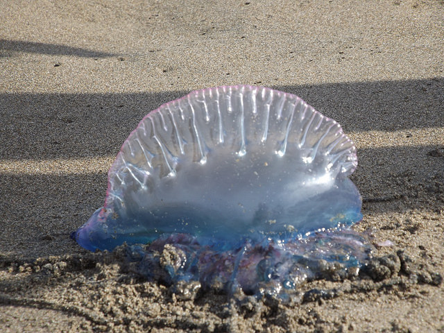 La no medusa asesina, carabela portuguesa