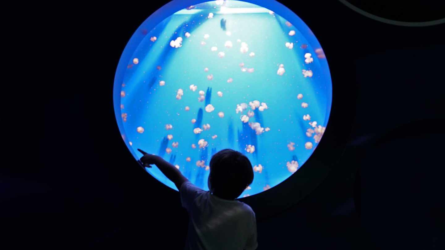 Un niño observa medusas en el Oceanogràfic