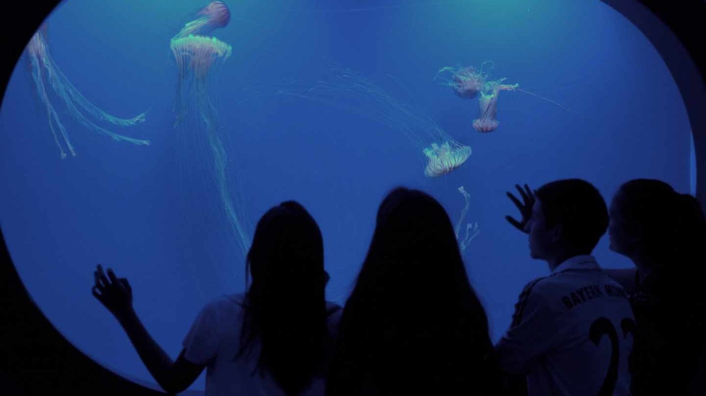 Medusas en el Oceanogràfic de Valencia