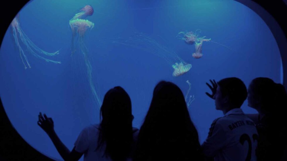 Medusas en el Oceanogràfic de Valencia