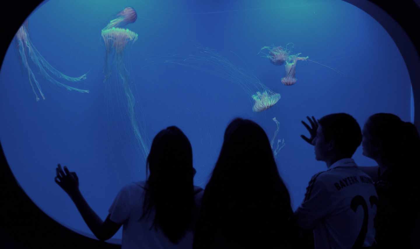 Medusas en el Oceanogràfic de Valencia