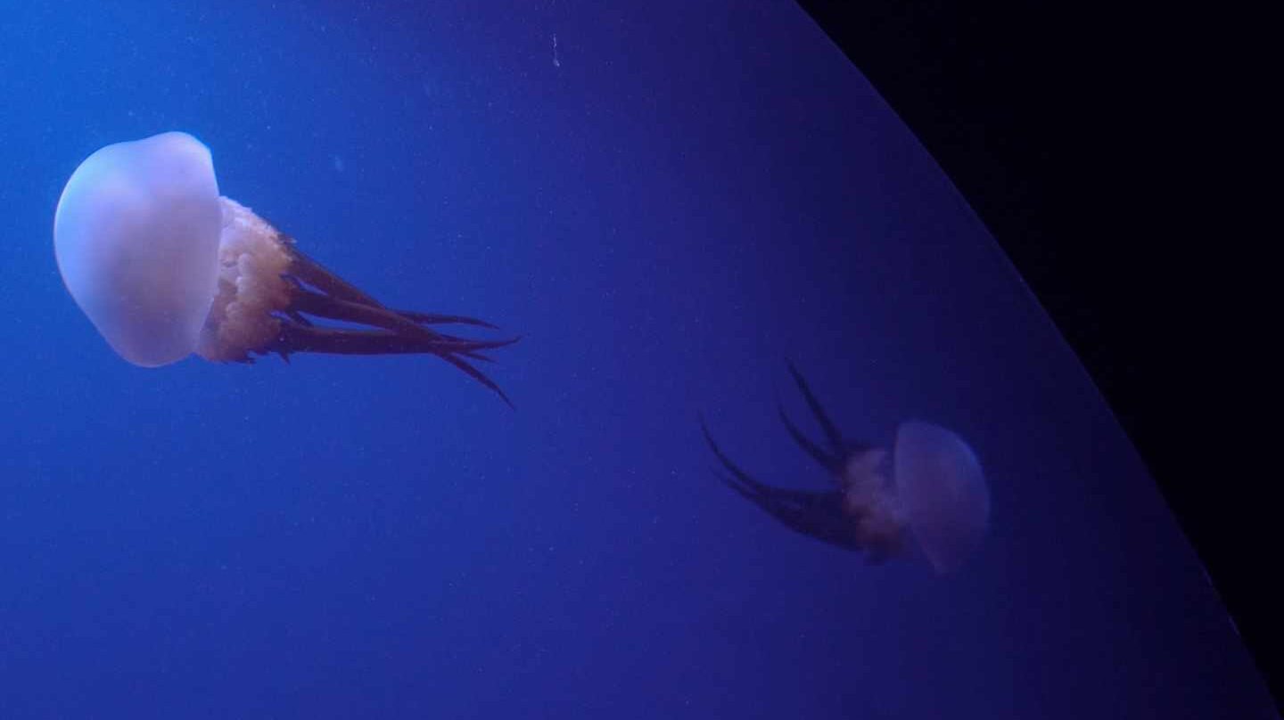 Medusas en el Oceanogràfic
