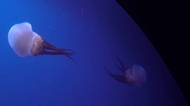 Cinco mitos y una sorprendente verdad sobre las medusas