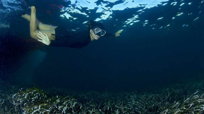 Posidonia: el organismo más longevo del planeta, un poco más protegido