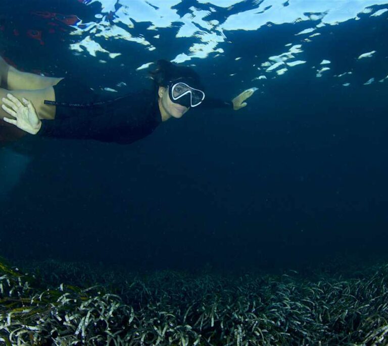 Posidonia: el organismo más longevo del planeta, un poco más protegido