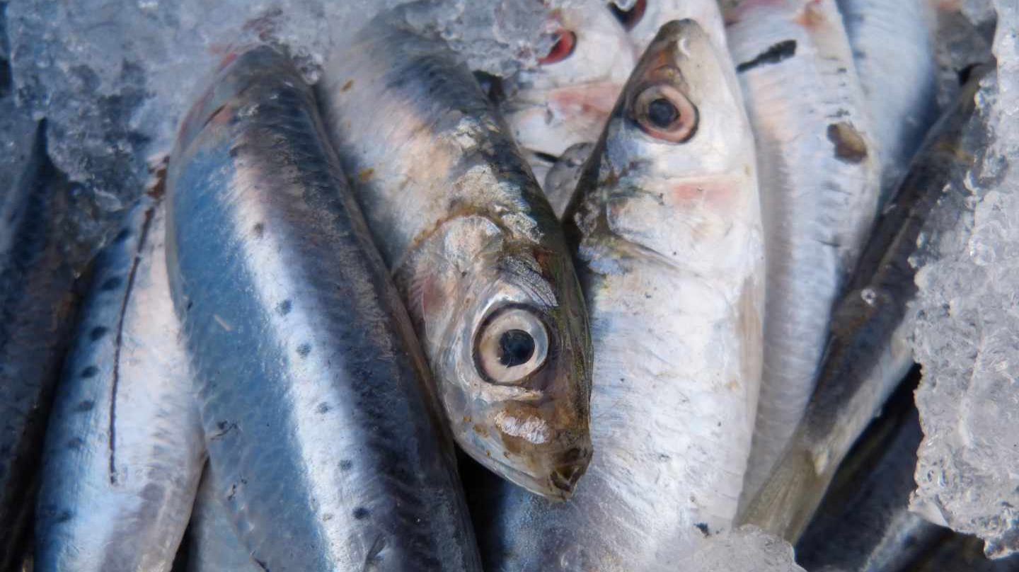 La sardina ibérica en riesgo de colapso