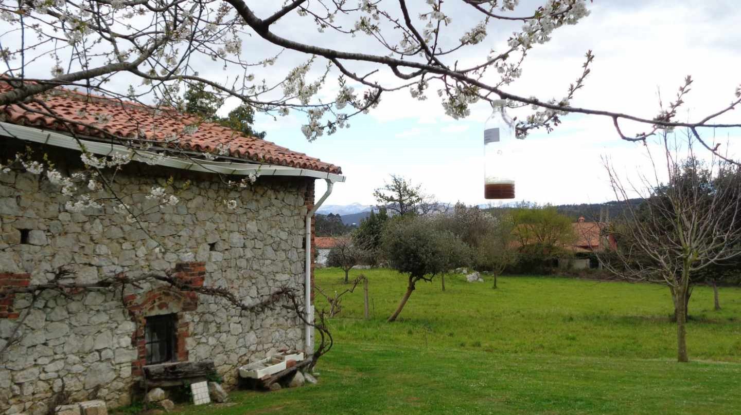 Trampa para avispa asiática en Galicia.