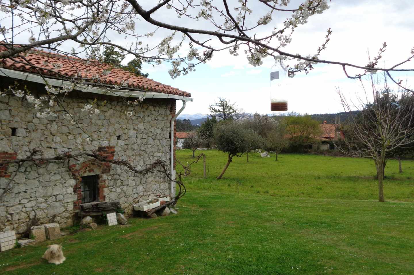 Trampa para avispa asiática en Galicia.