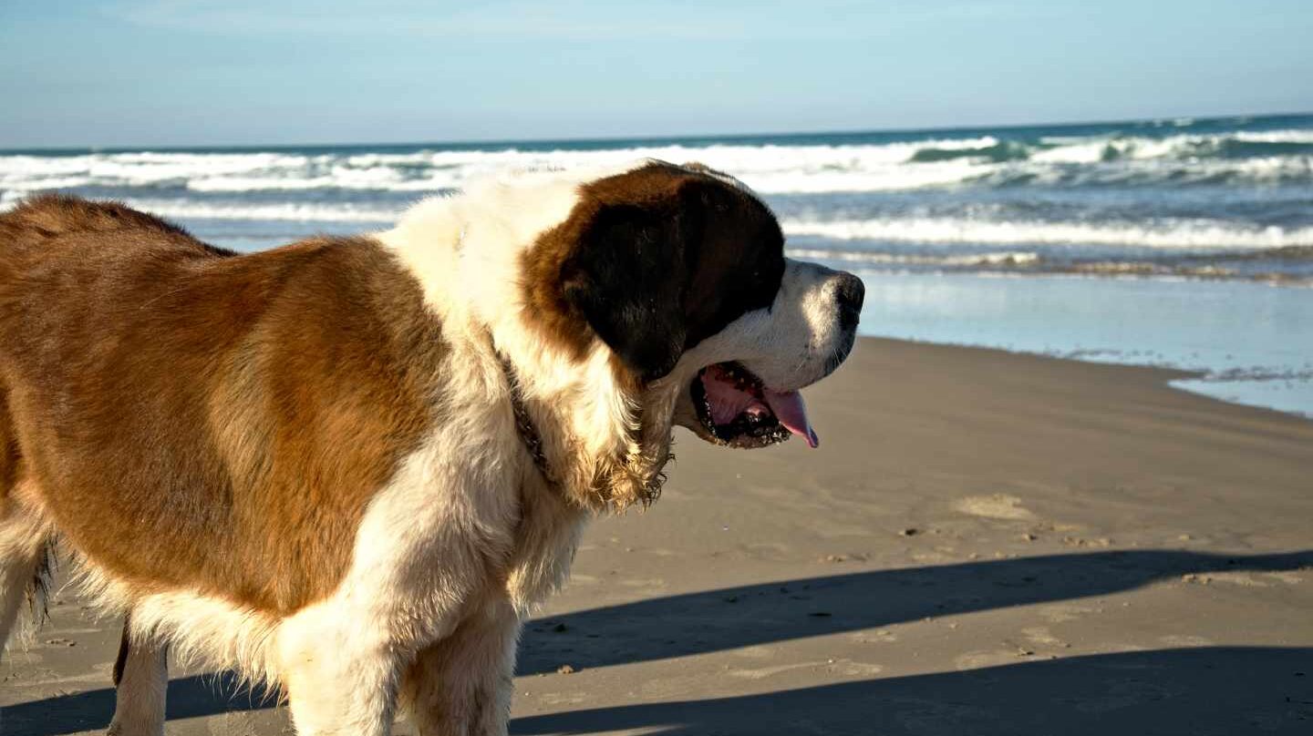 Un perro paseando por la playa.