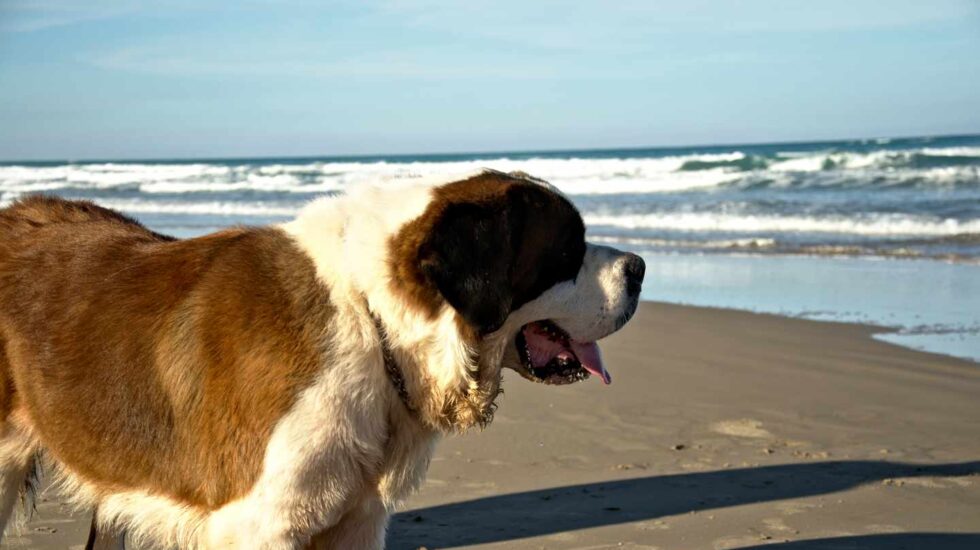 Un perro paseando por la playa.