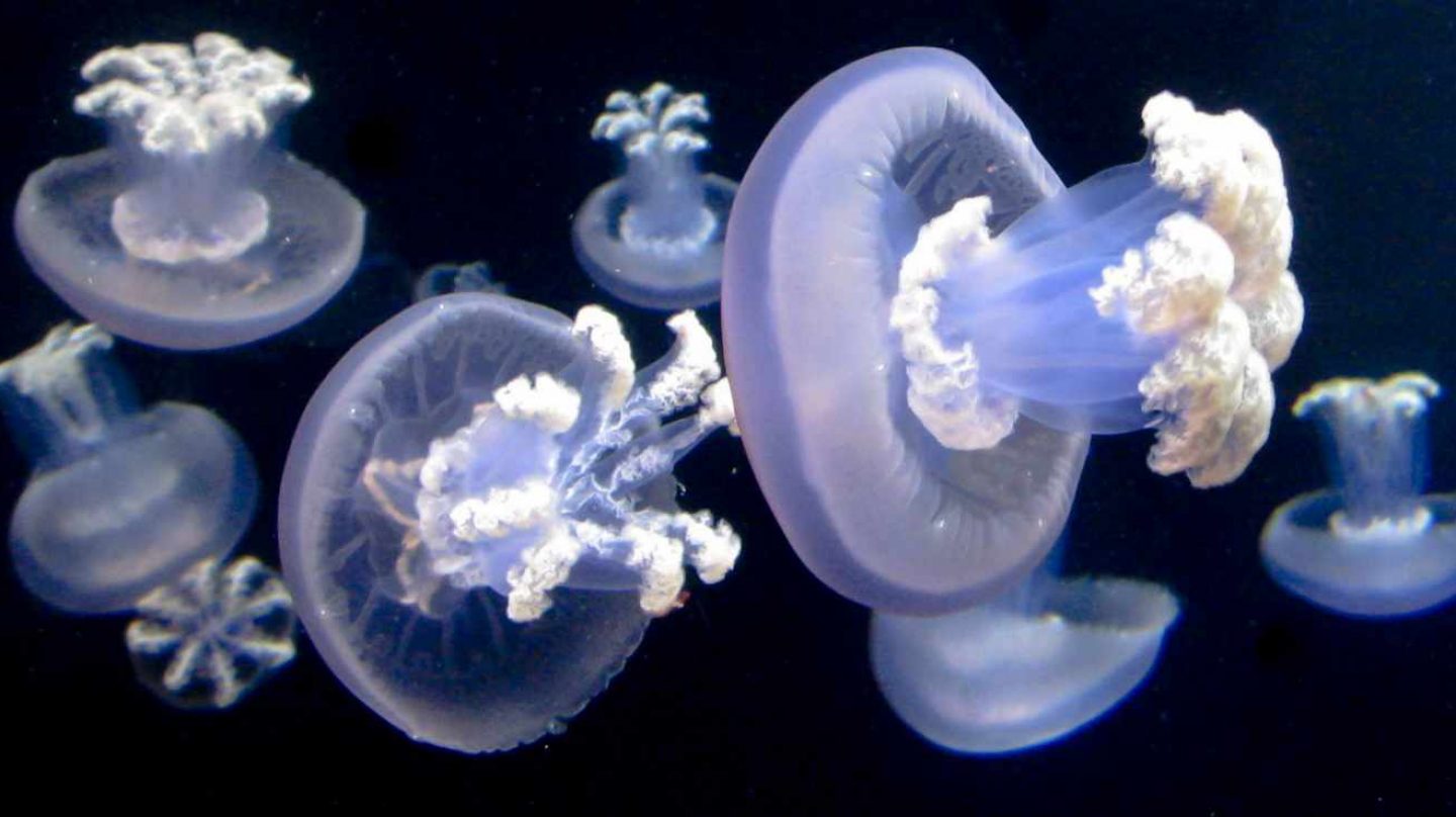 Las medusas no tienen cerebro