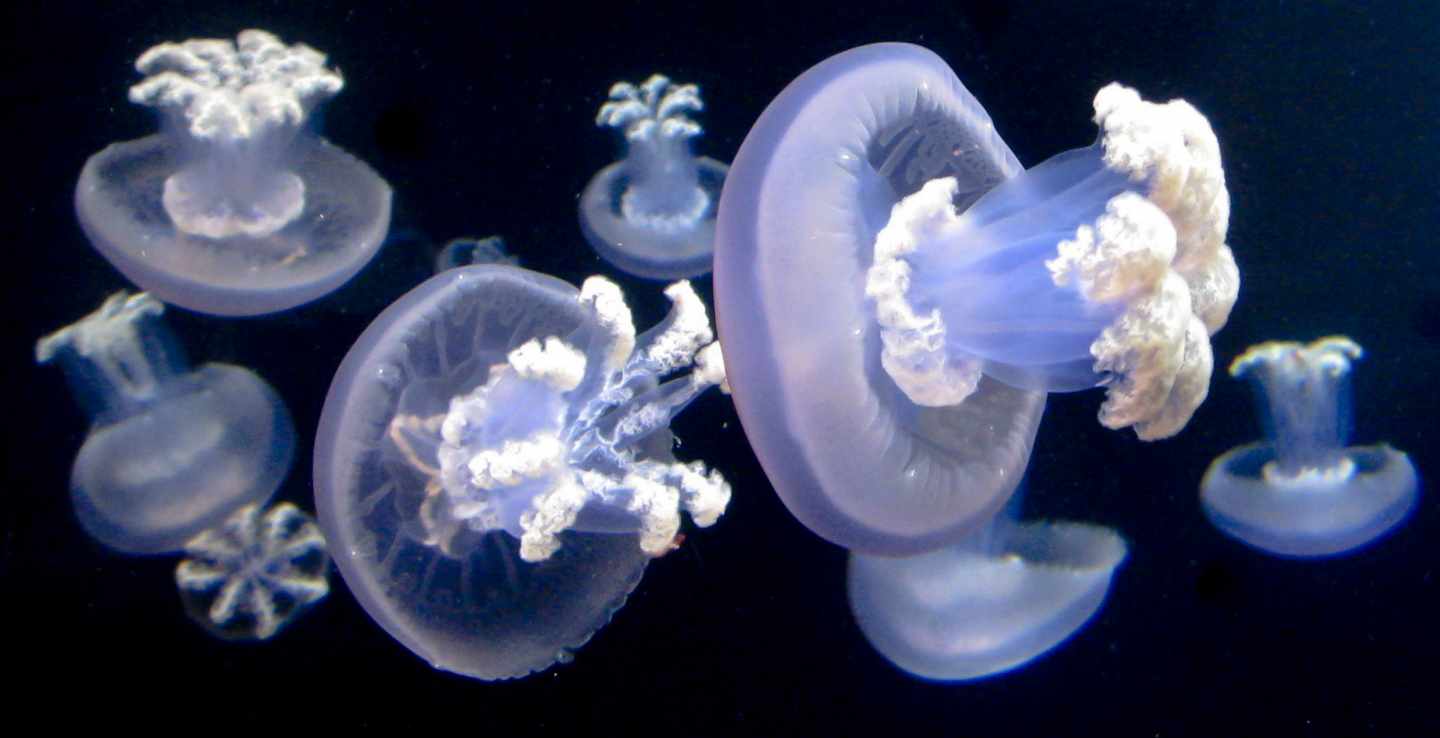 La ciencia desentraña el ciclo vital de una medusa gigante del Atlántico