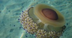 El aumento de medusas 'huevo frito' amenaza el baño en el Mediterráneo