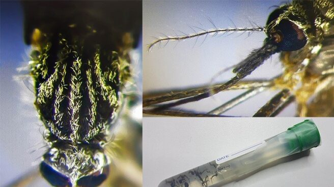 aedes japonicus