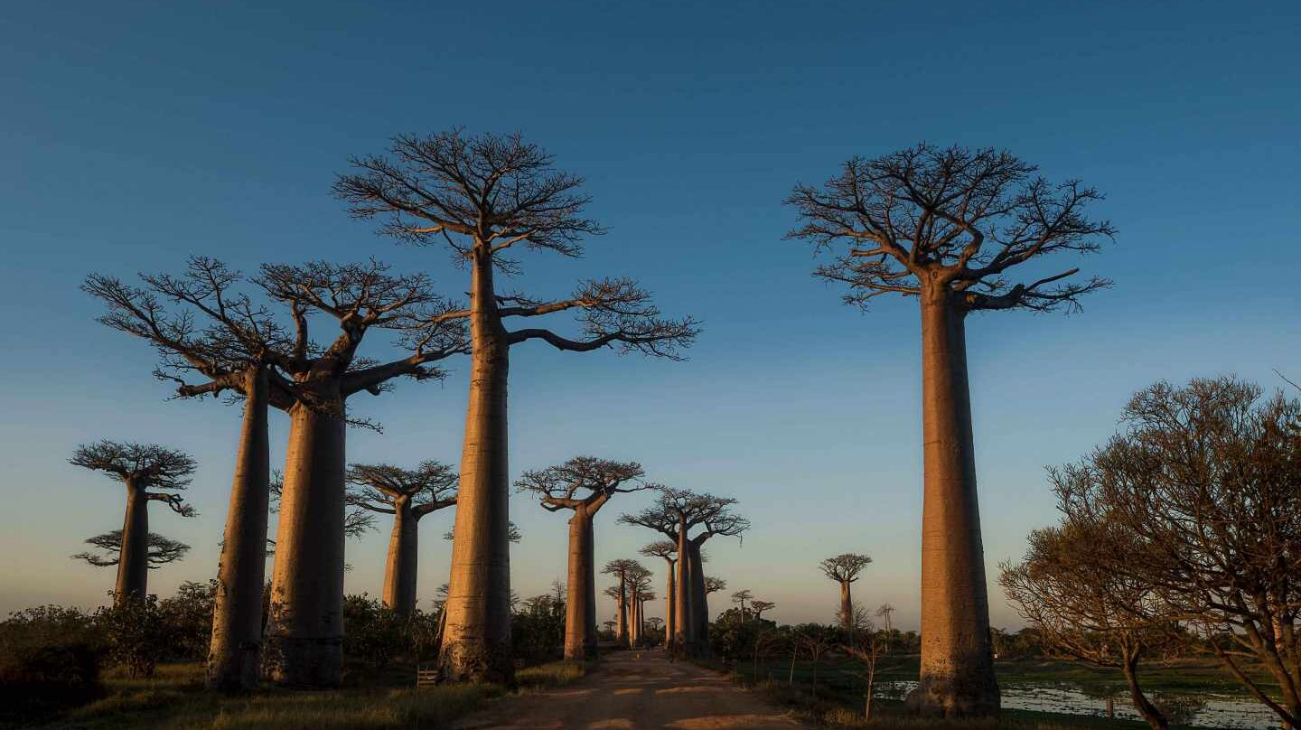 Avenida de los baobabs.