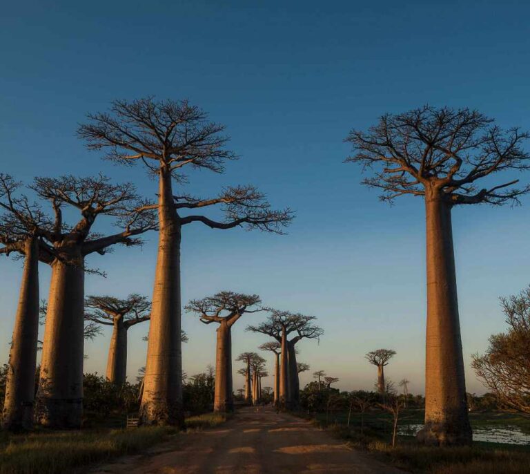 Madagascar, la última aventura