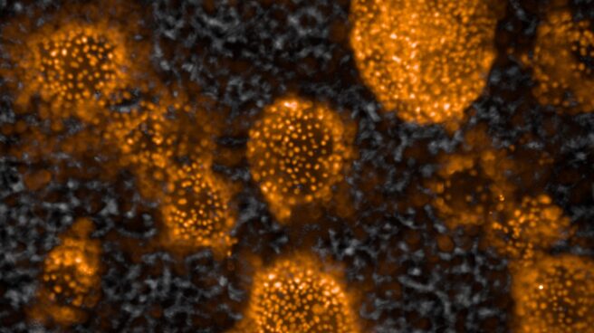 Células madre convertidas en tejido hepático, al microscopio