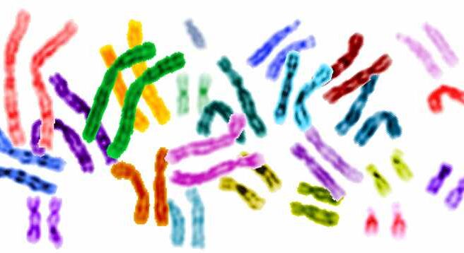 Representación del genoma humano