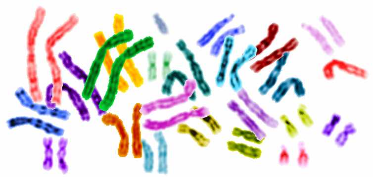 Representación del genoma humano