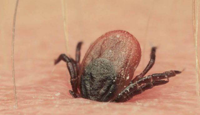 La acción de una garrapata sobre la piel humana. La acción de una garrapata sobre la piel humana.