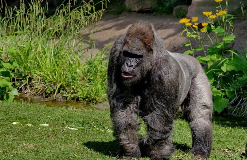 Muere Fritz, el gorila más viejo de Europa