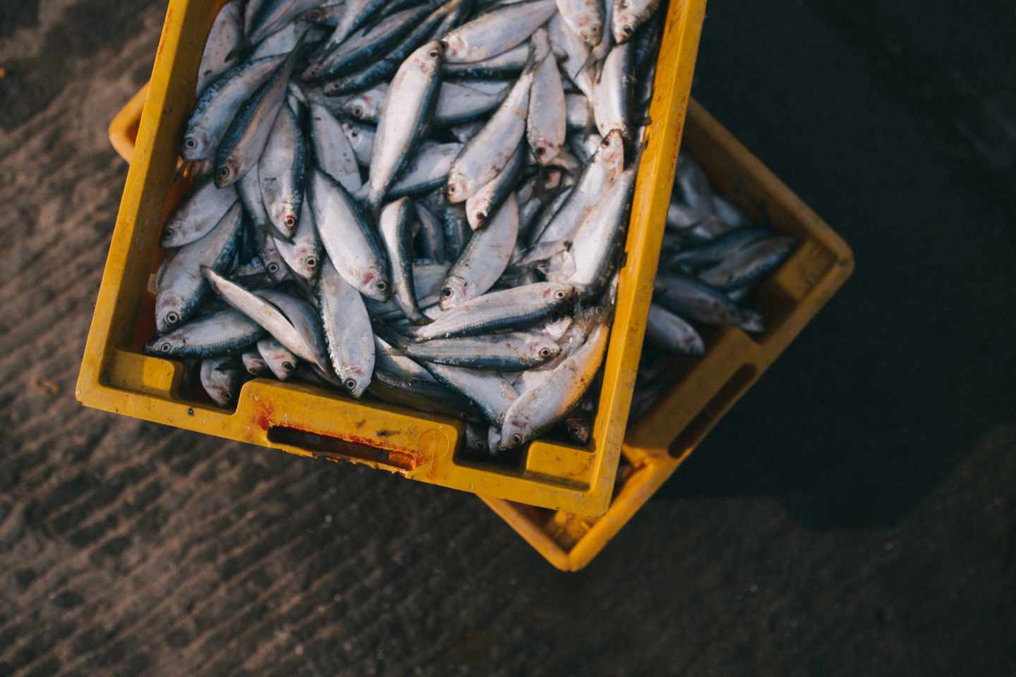 Desarrollan protectores solares a partir de espinas de pescado