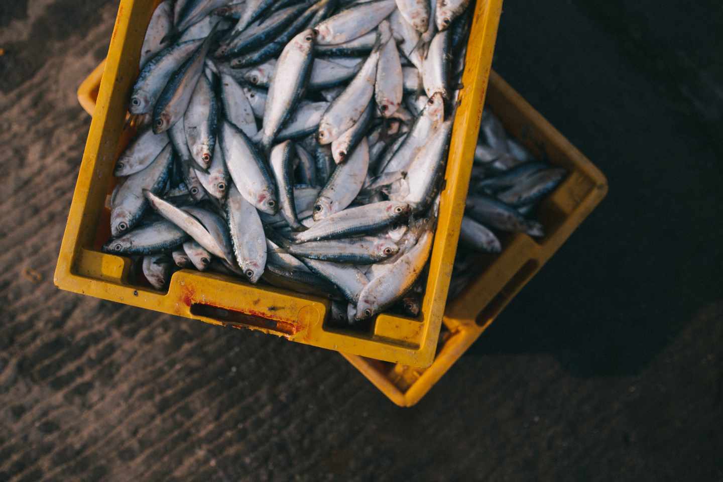 Menor huella ambiental al alimentarse de pescado