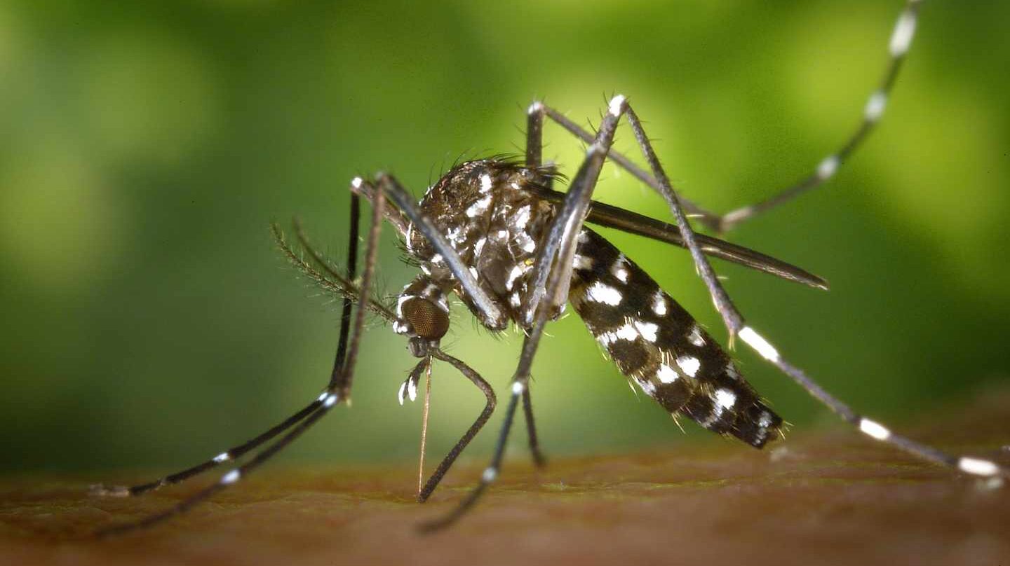 La lucha millonaria de las administraciones contra el mosquito tigre