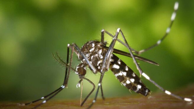 La lucha millonaria de las administraciones contra el mosquito tigre