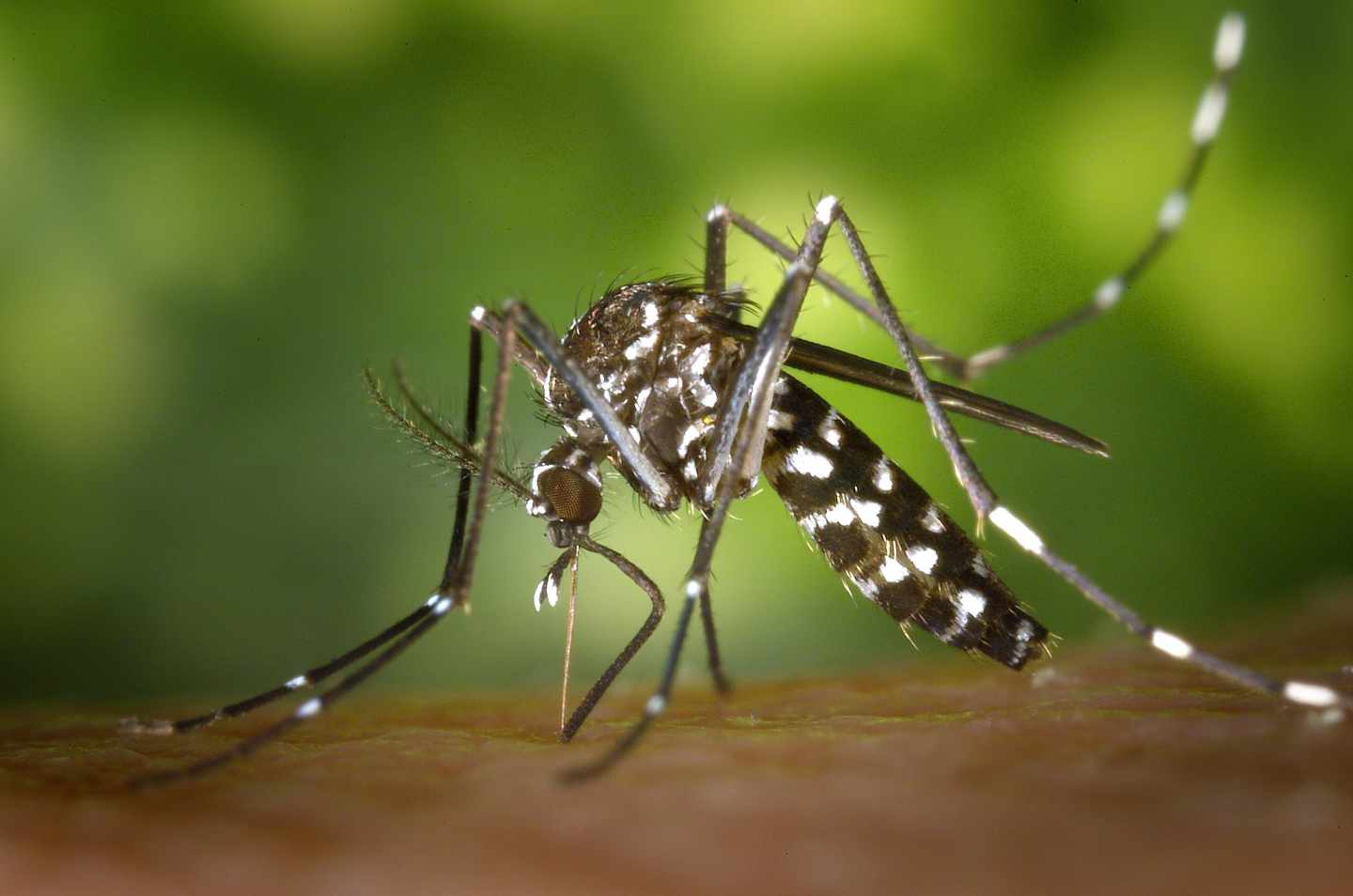 Detectado otro caso de dengue autóctono en Cataluña, el sexto en España