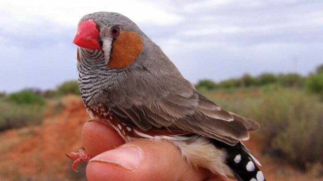 Ejemplar de pájaro diamante