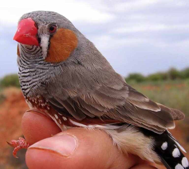 El ruido del tráfico envejece a los pájaros prematuramente