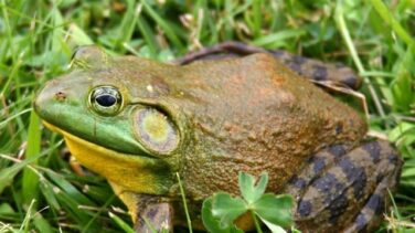 Guerra abierta a las especies invasoras