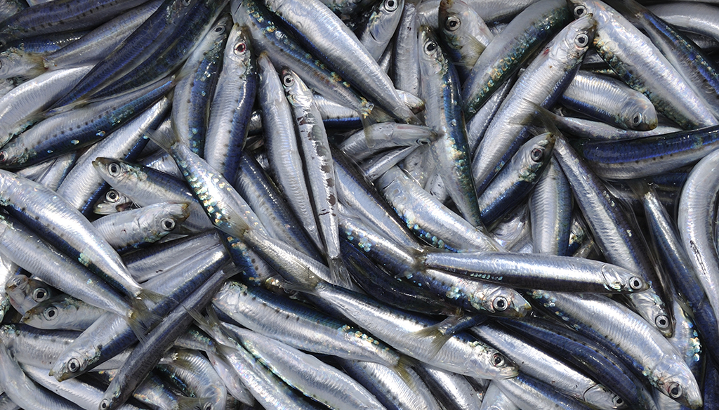 Peces pequeños pescados en España amontonados