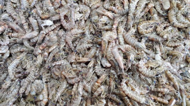 'Marsupenaeus japonicus' especie invasora en el Mediterráneo oriental 'Marsupenaeus japonicus' especie invasora en el Mediterráneo oriental