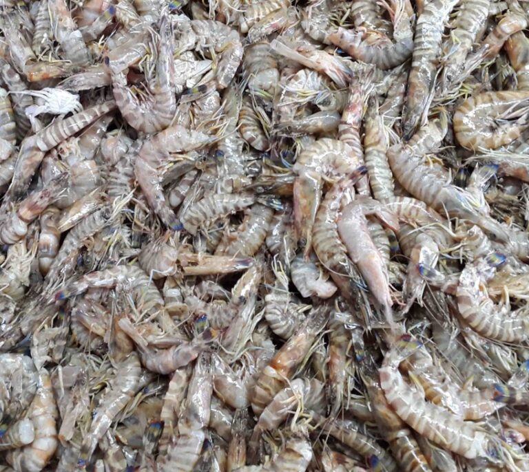 El futuro del Mediterráneo: especies invasoras y temperaturas extremas