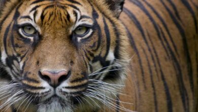 El tigre, en grave peligro: desaparece el 97% de la población