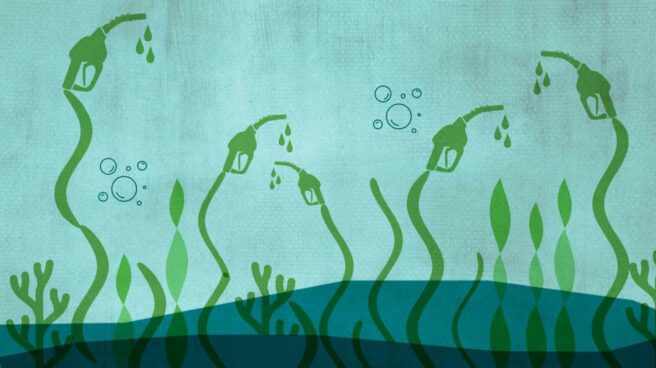 Los trucos de las algas prehistóricas para mover coches de hidrógeno