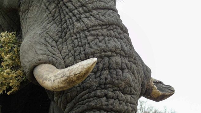 Elefante africano con un colmillo desprendido