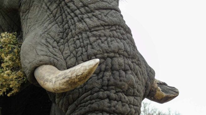 Elefante africano con un colmillo desprendido Elefante africano con un colmillo desprendido